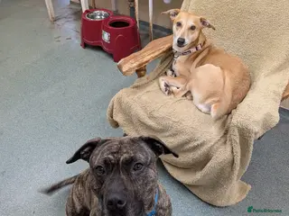 Mixed Breed dogs Sara - Advert 1