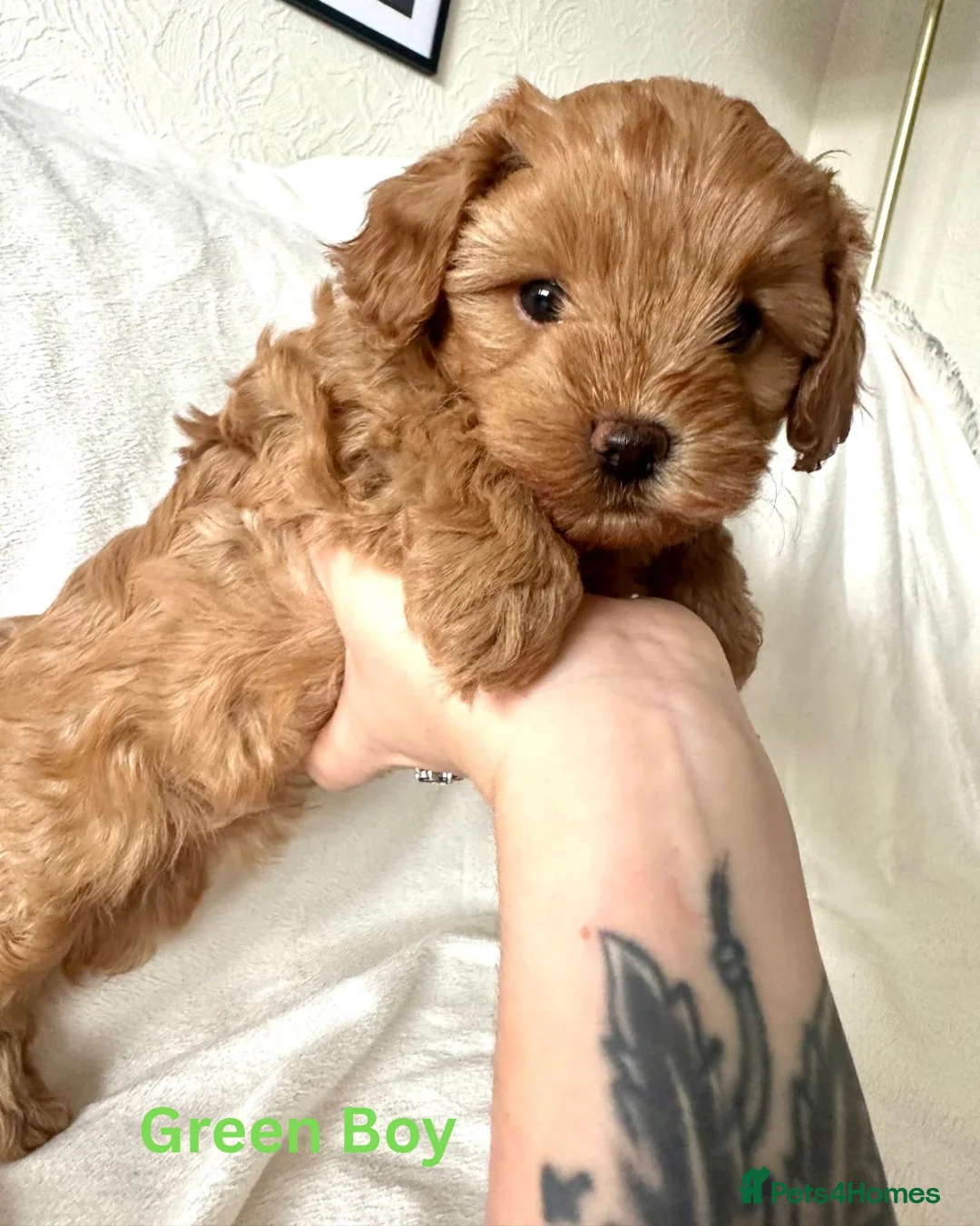Cavapoo dogs for sale: REDUCED PRICE 😊 READY NOW 😊🐶 3 Cavapoo puppies  - Advert 24