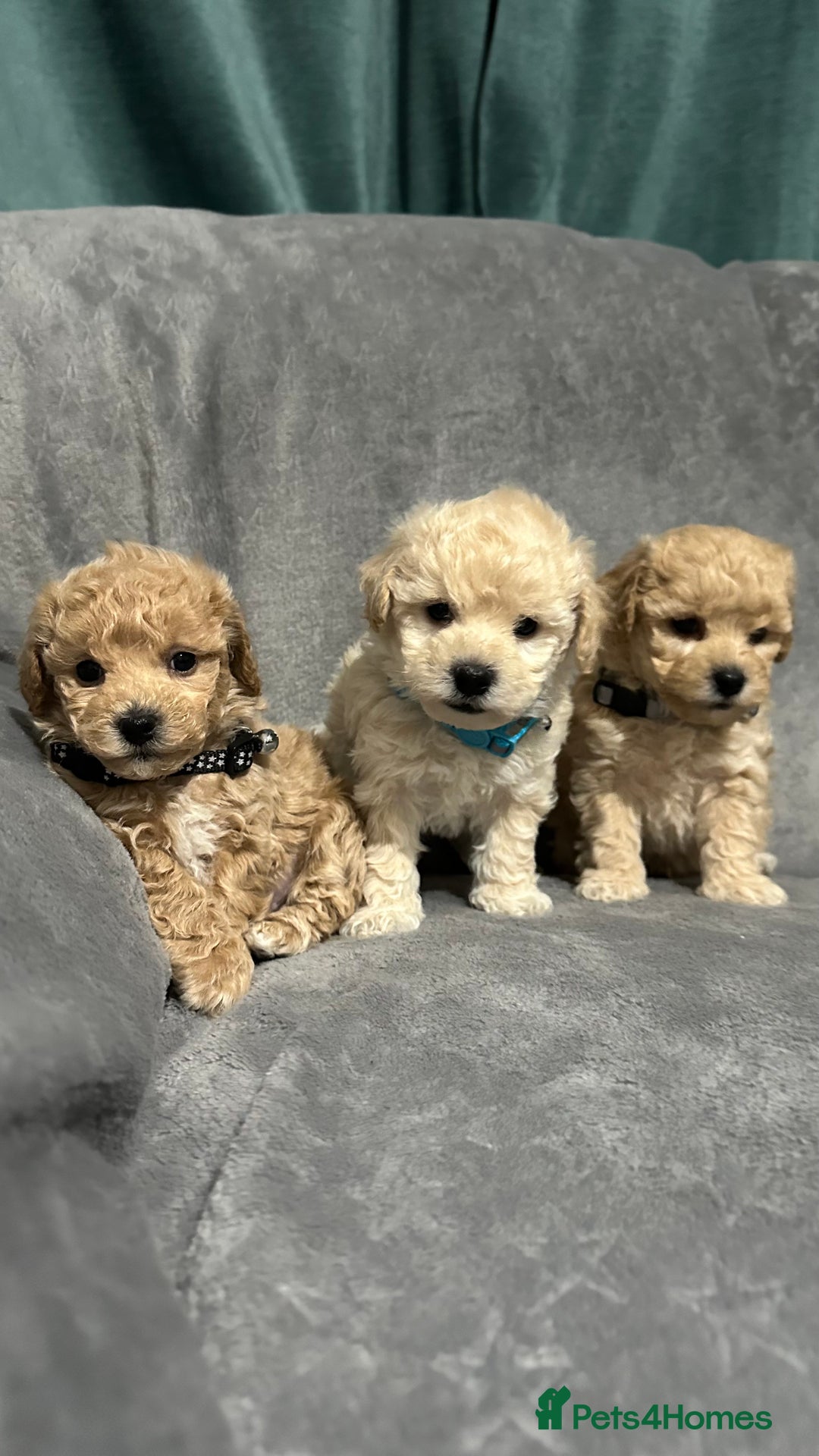Maltipoo dogs for sale: Gorgeous F1 Toy Maltipoo Puppies  - Advert 23