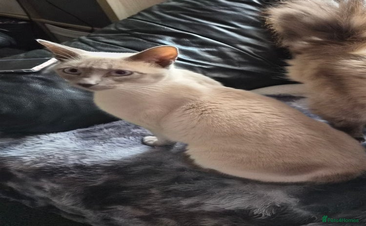 Siamese cats Lilac point male Siamese for sale £350 no offers - Advert 2