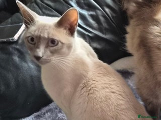 Siamese cats Lilac point male Siamese for sale £350 no offers - Advert 6