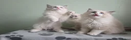 Ragdoll cats for sale: GCCF-registered Ragdoll kittens - Advert 14