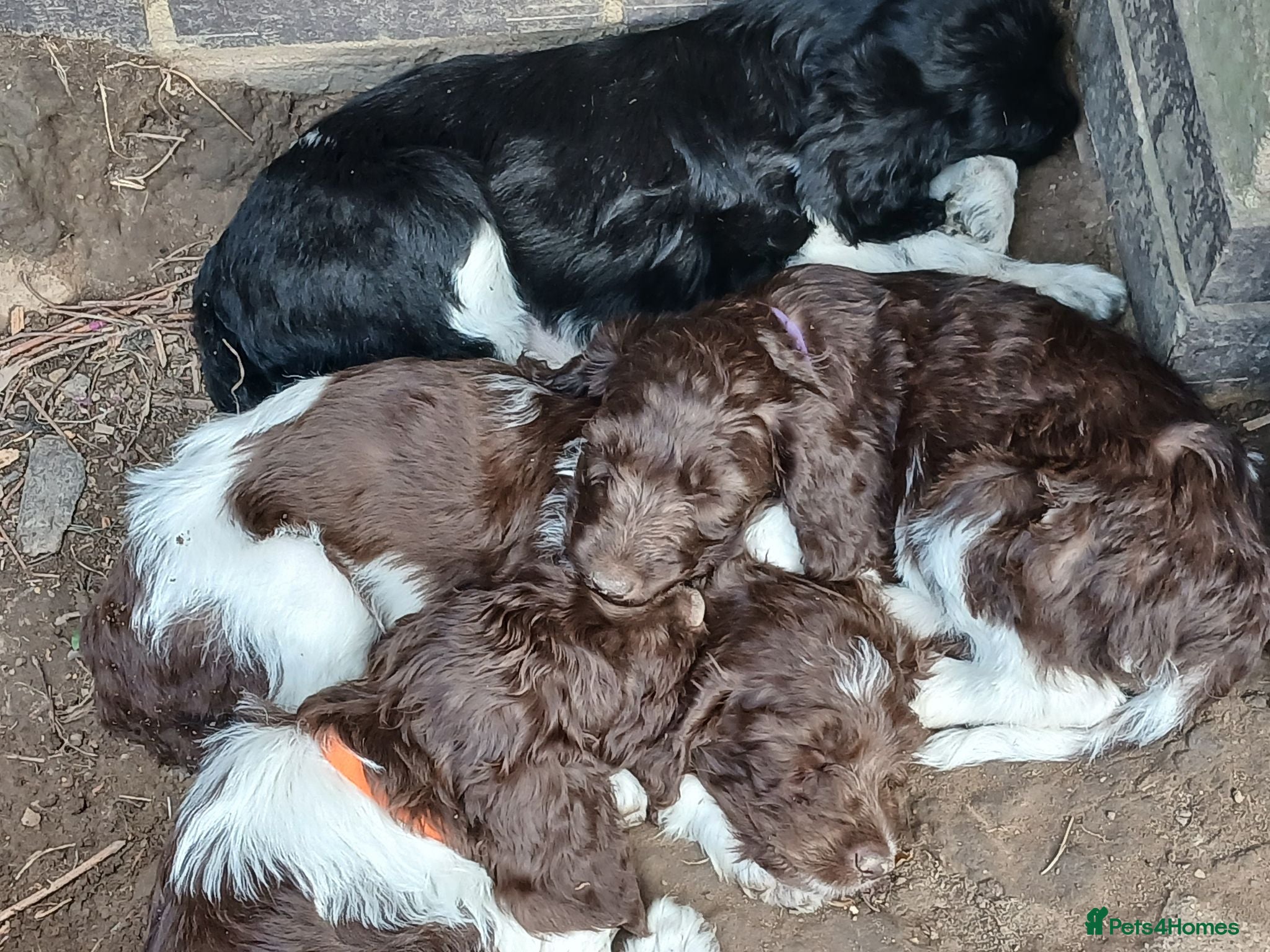 Sproodle dogs Sproodles - Advert 2
