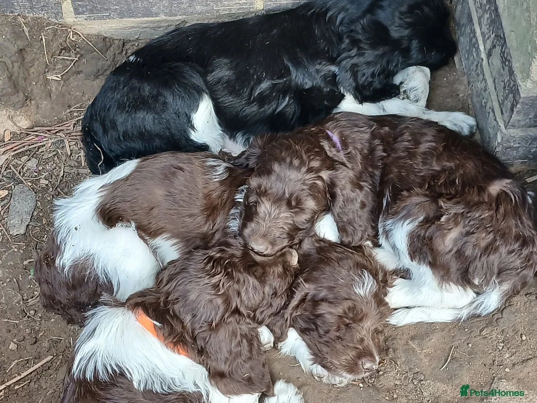 Sproodle dogs for sale: Sproodles - Advert 2