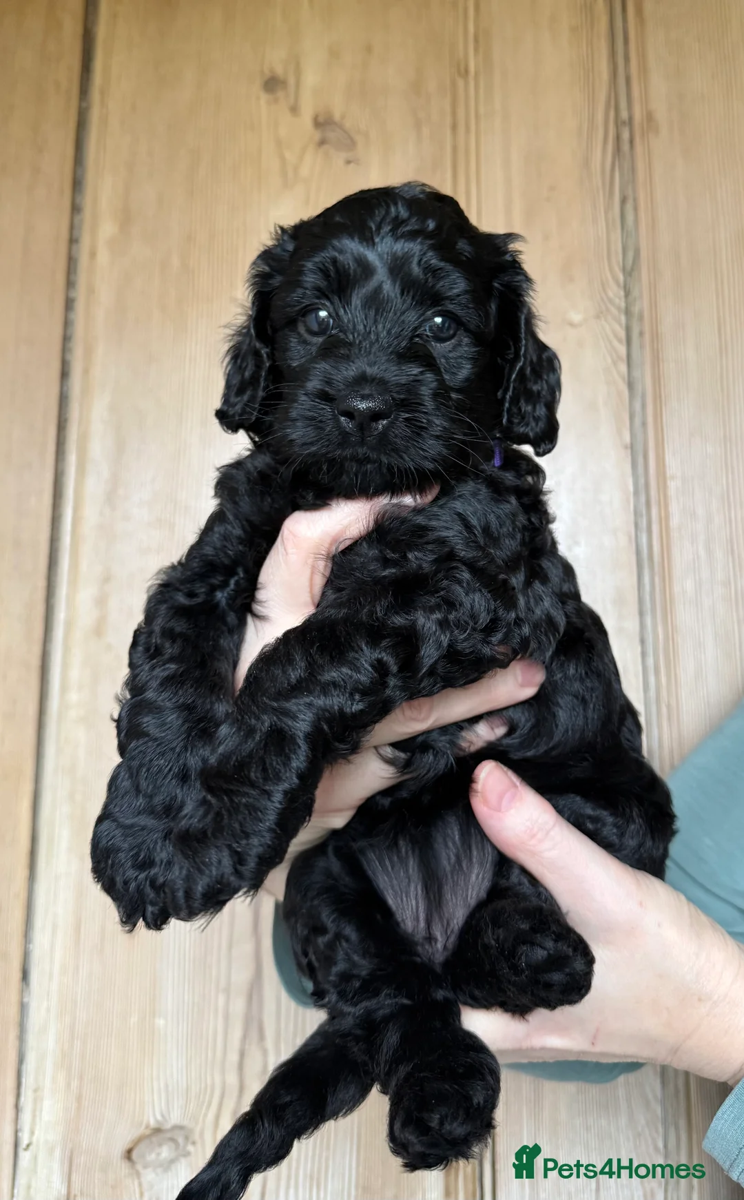 Cockapoo dogs for sale: Health tested F1B black female cockapoo  - Advert 1