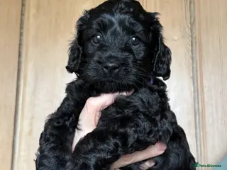 Cockapoo dogs Health tested F1B black female cockapoo - Advert 1