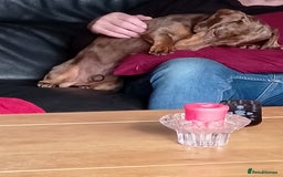 Dachshund dogs for sale: 3 year male dachshund  - Image 3