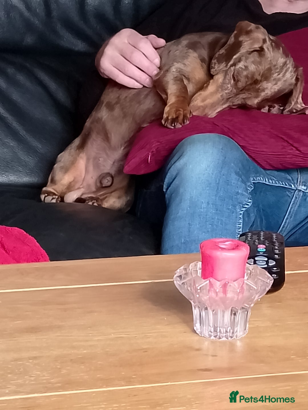 Dachshund dogs for sale: 3 year male dachshund  - Image 3