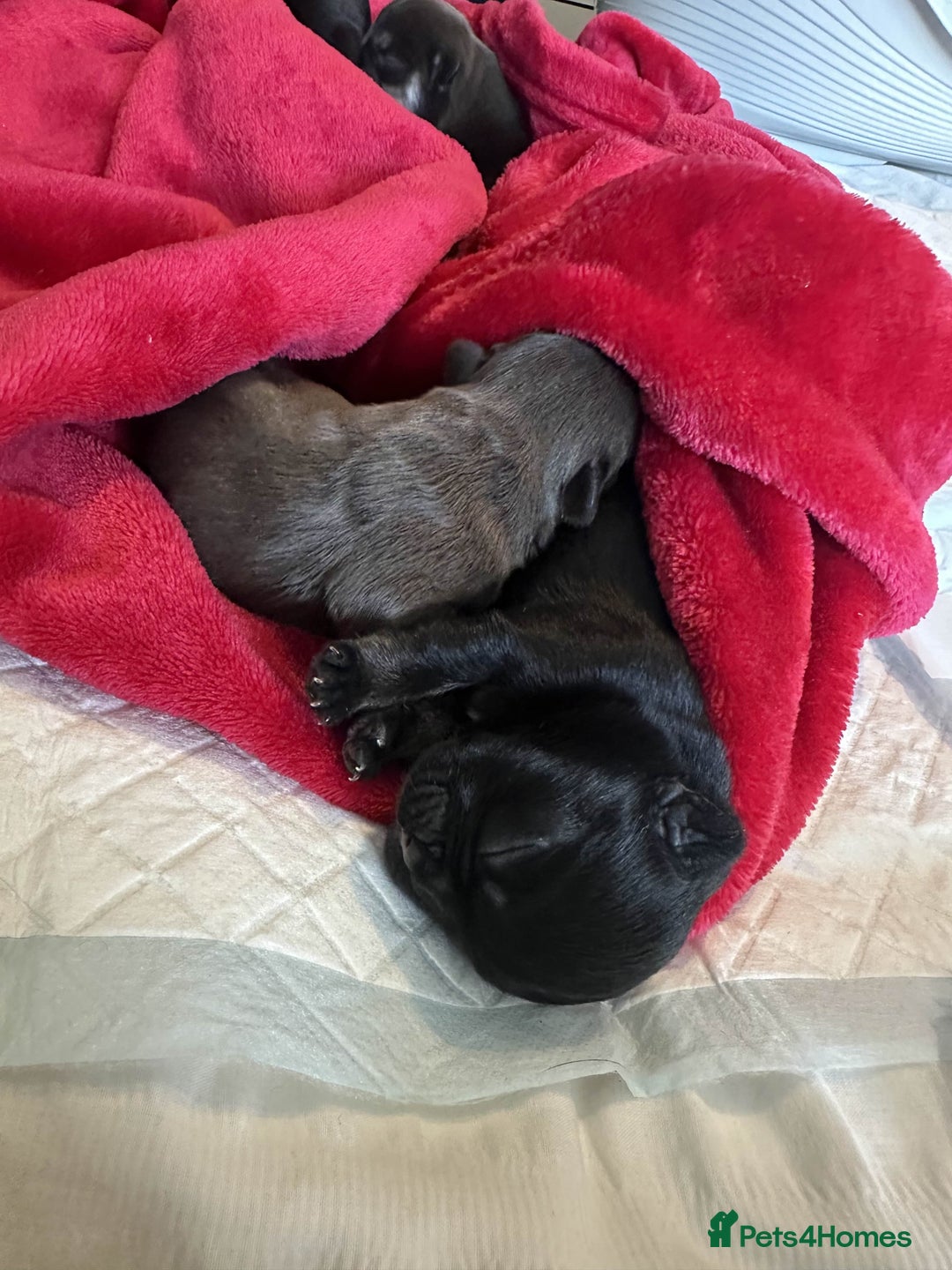 French Bulldog dogs for sale: french bulldog puppys (1 stunning boy left) - Advert 25