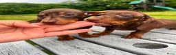 Miniature Dachshund dogs for sale: Reduced price -Mini Dachshund Puppies  Chocolate - Advert 6