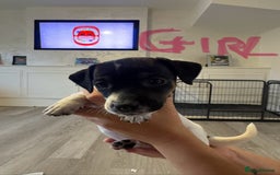 Jack Russell dogs for sale: Tri colour Jack Russell pups  - Image 6