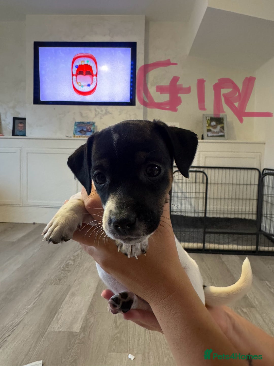 Jack Russell dogs for sale: Tri colour Jack Russell pups  - Image 6