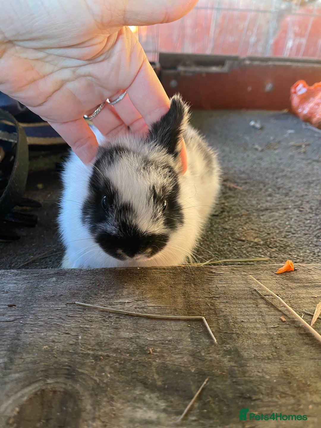 Mini Lop rabbits for sale: 4 lovely mini lop rabbits - Advert 12