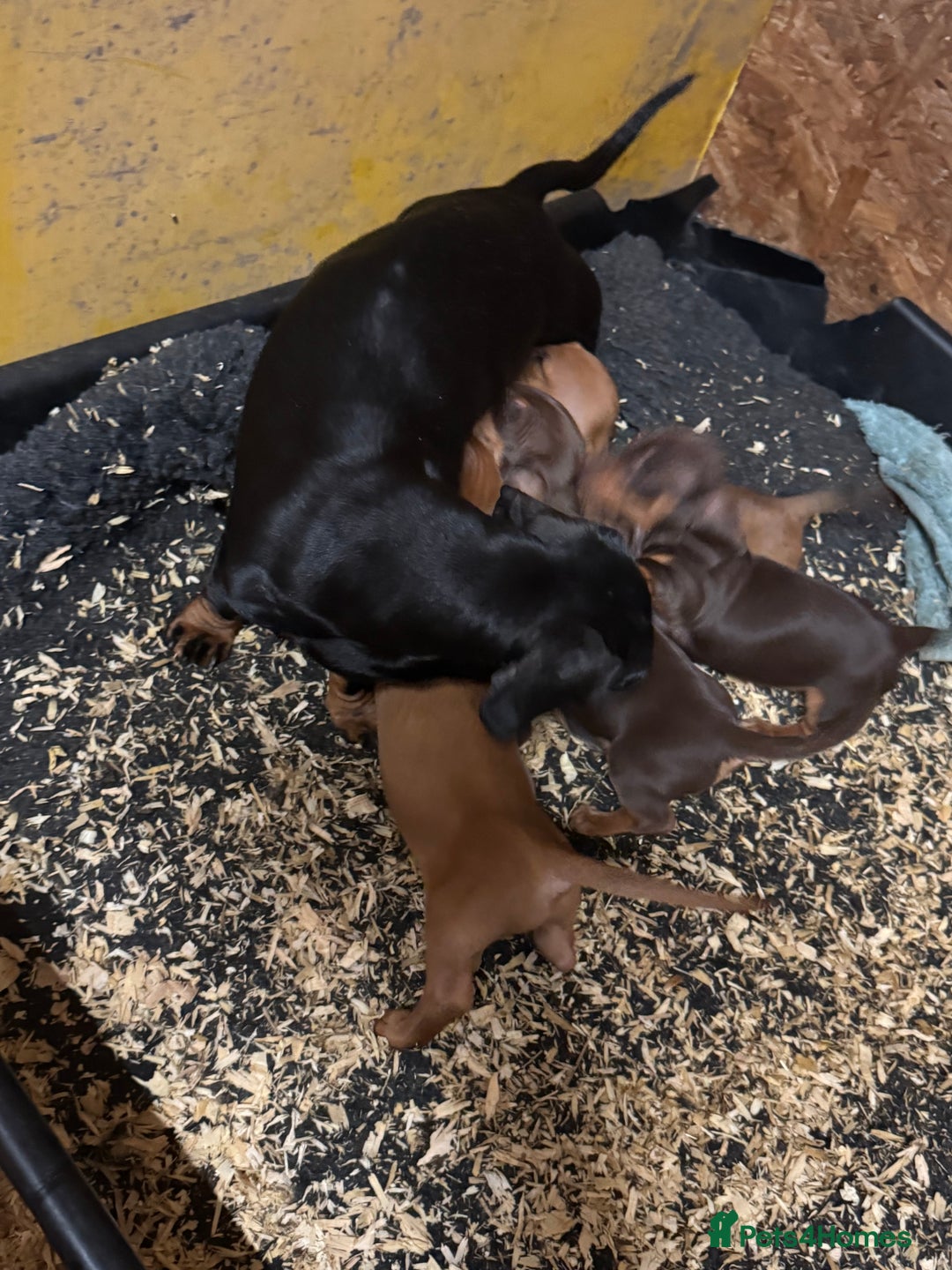 Miniature Dachshund dogs for sale: Adorable miniature dachshund puppies 💞💙 - Image 8