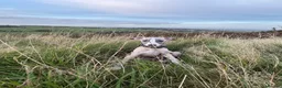 Whippet dogs for sale: Male whippet in Keighley - Advert 2