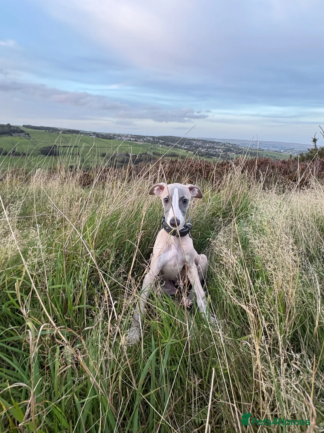 Whippet dogs for sale: Male whippet in Keighley - Advert 2