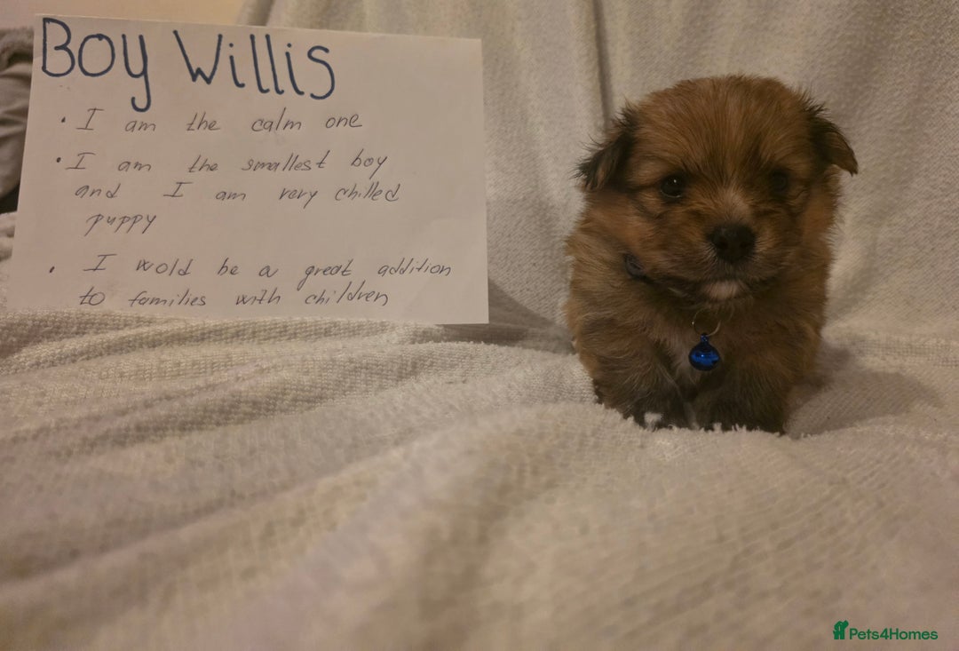 Mixed Breed dogs for sale: Yorkie-pom puppies  - Image 9