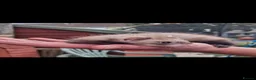 Ferret rodents for sale: Ferret kits in Doncaster - Advert 2