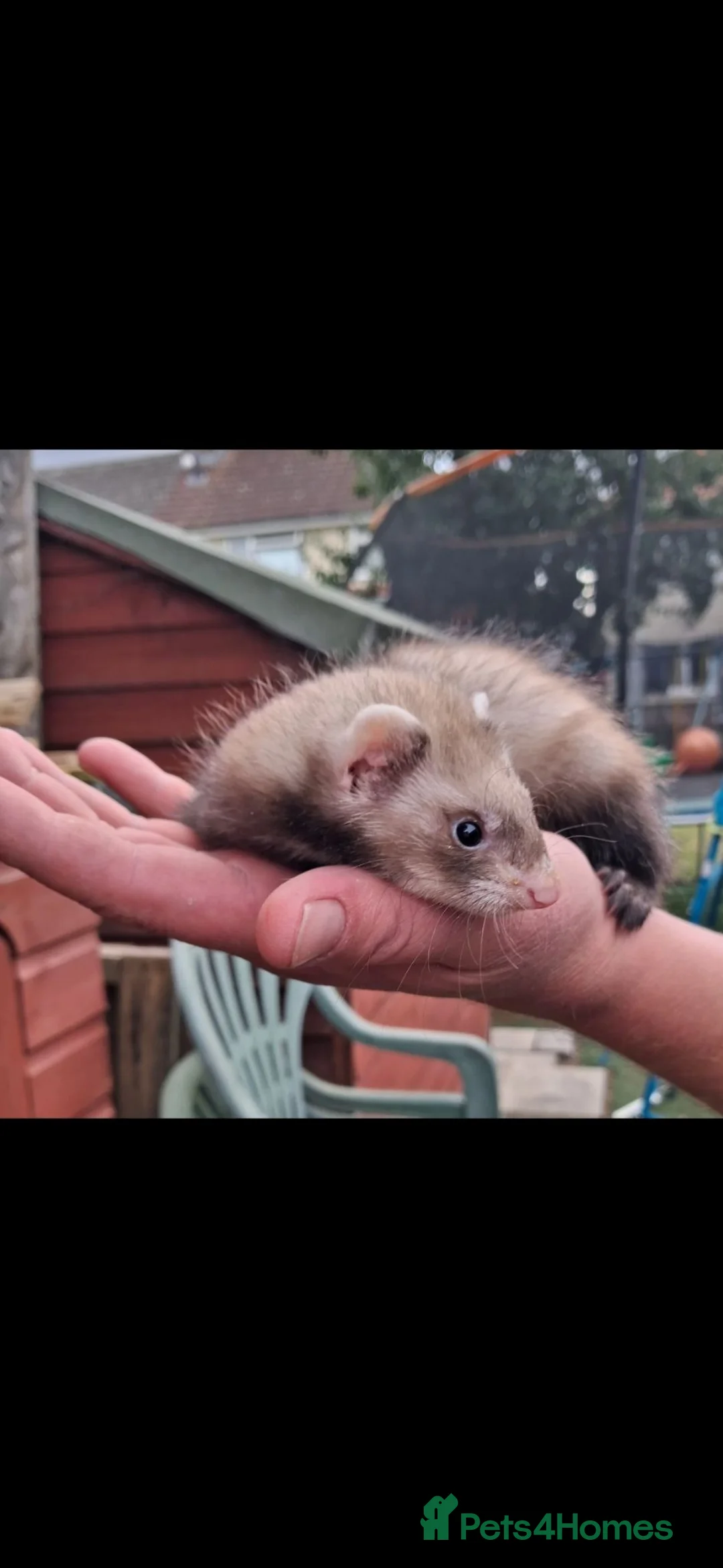 Ferret rodents for sale: Ferret kits in Doncaster - Advert 2