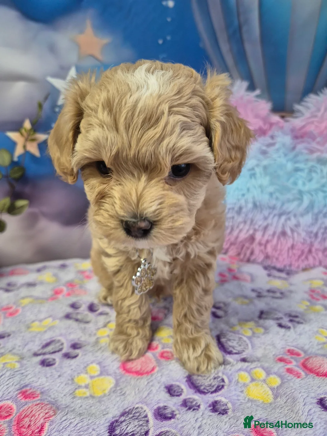 Maltipoo dogs for sale: Stunning Toy F1 Apricot & Cream maltipoo's - Advert 30