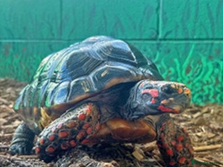 Tortoise reptiles Red footed totise. - Advert 2