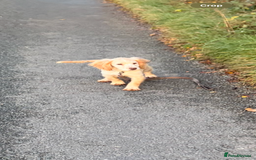 Cocker Spaniel dogs for sale: 4 month old Cocker spaniel  - Advert 2