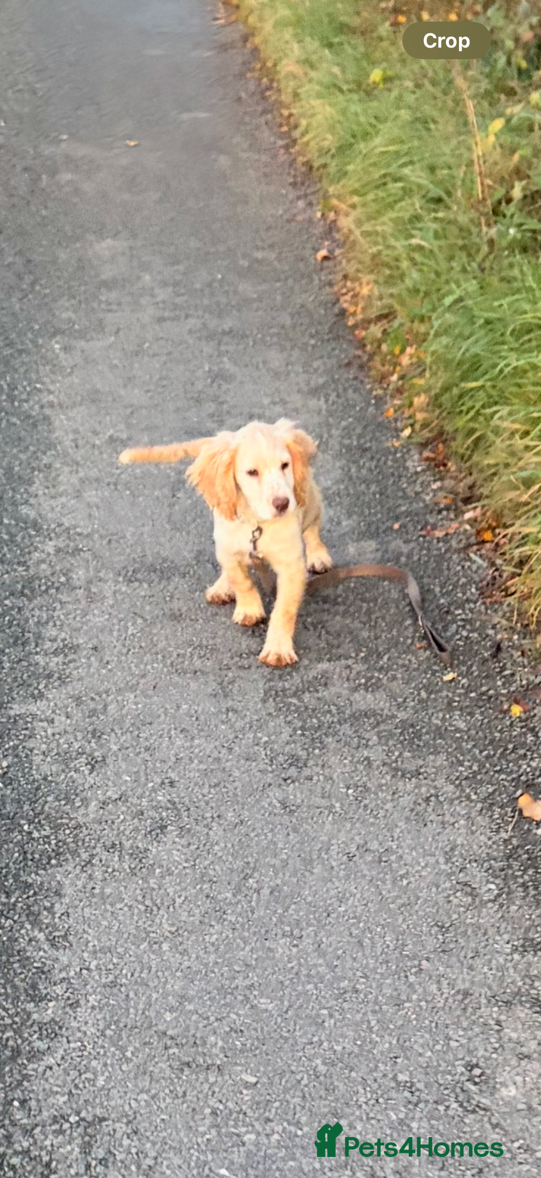 Cocker Spaniel dogs for sale: 4 month old Cocker spaniel  - Advert 2
