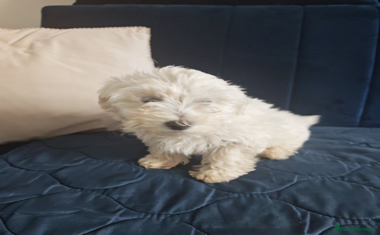Bichon Frise dogs - Advert 1