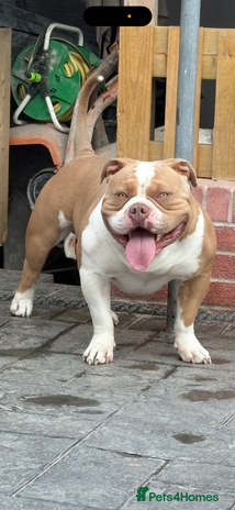 American Bully dogs - Advert 1