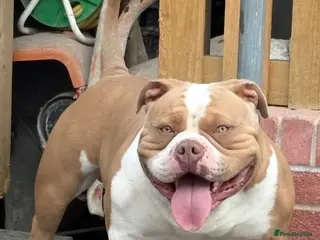 American Bully dogs American pocket bully - Advert 5