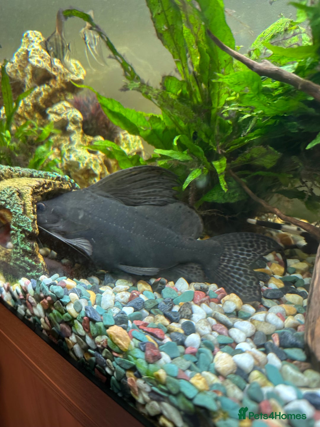 Catfish fish for sale: Featherfin Squeakers x2 - Advert 3