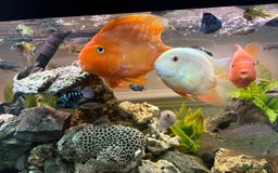Cichlids fish for sale: Parrot Cichlids and Severums for sale - Image 4