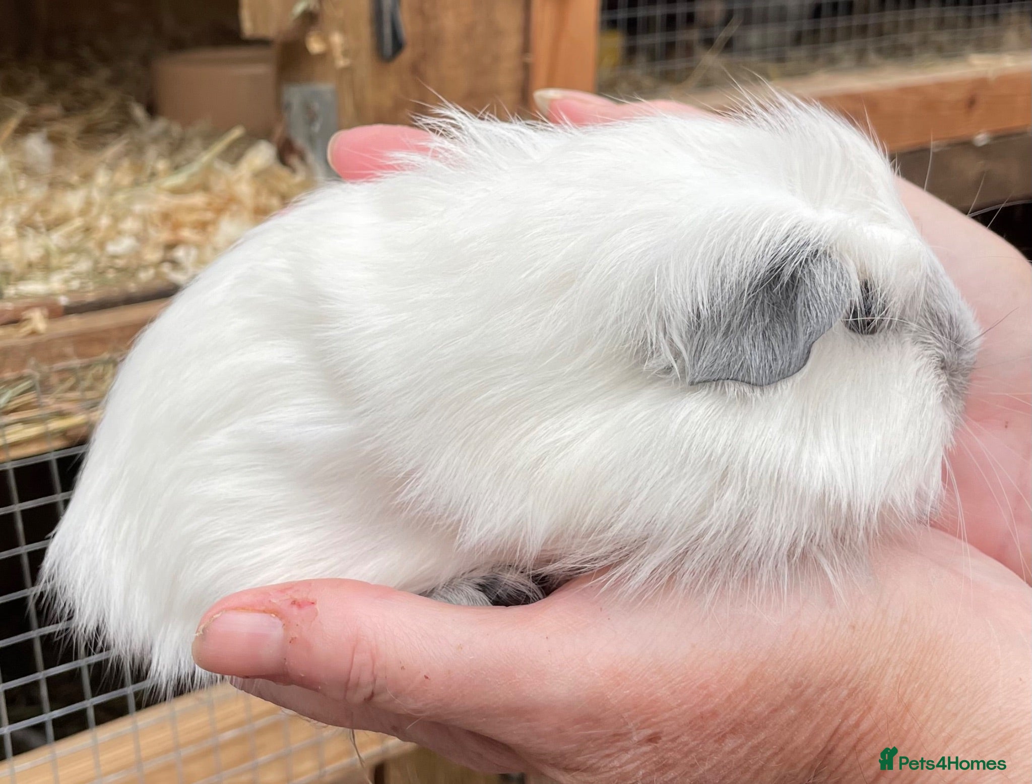 Guinea Pig rodents Baby Girl/Sows Guinea Pigs - Advert 23