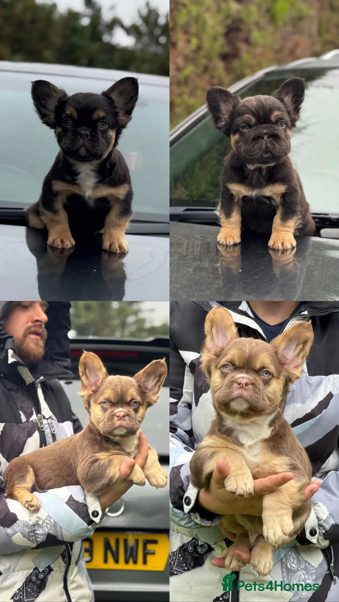 French Bulldog dogs for sale: Fluffy French bulldog pups REDUCED TO FIND HOMES - Advert 1