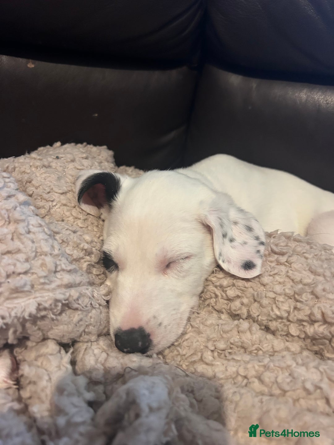Mixed Breed dogs for sale: Lurcher x wiggy pups - Image 15