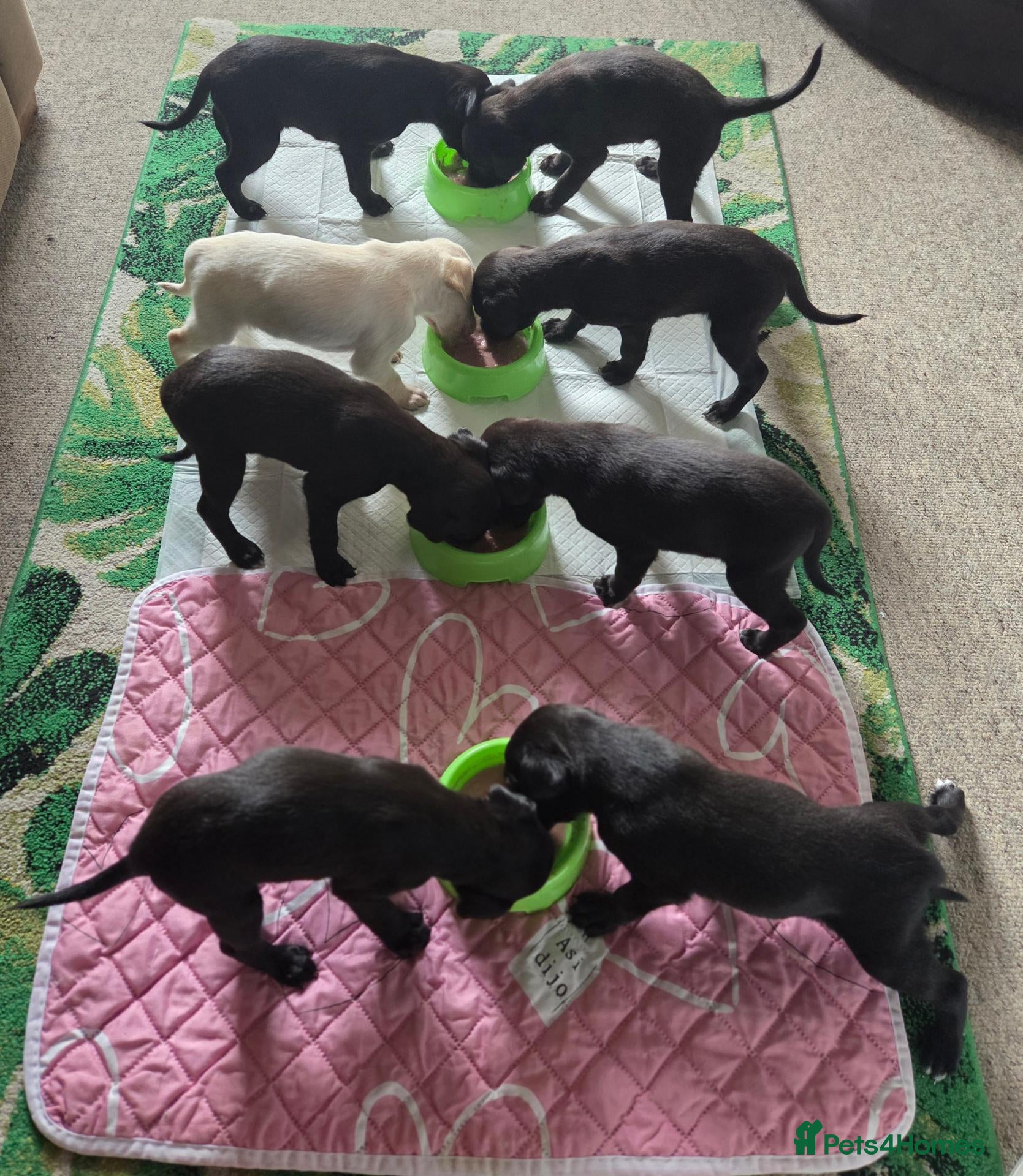 Mixed Breed dogs 🐾 Beautiful Labrador × Whippet Puppies! 🐾 - Advert 2