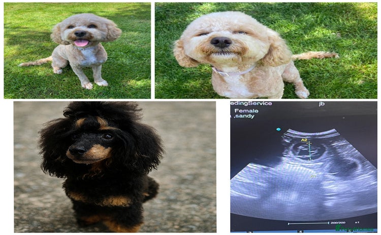 Cavapoo dogs - Advert 1