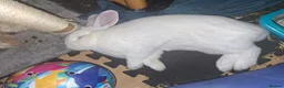 English Lop rabbits for sale: Rabbit - Advert 14