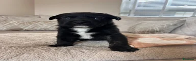 Mixed Breed Puppy 2