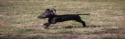 Mixed Breed dogs for sale: Beddy whippet second generation in Poulton-le-Fylde - Advert 7