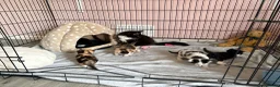 Mixed Breed cats for sale: Kittens  in Rye - Advert 4