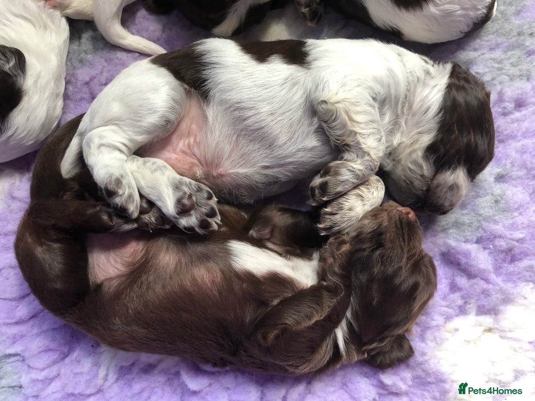 Cocker Spaniel dogs for sale: Gorgeous Working Cocker Spaniel puppies - Image 12
