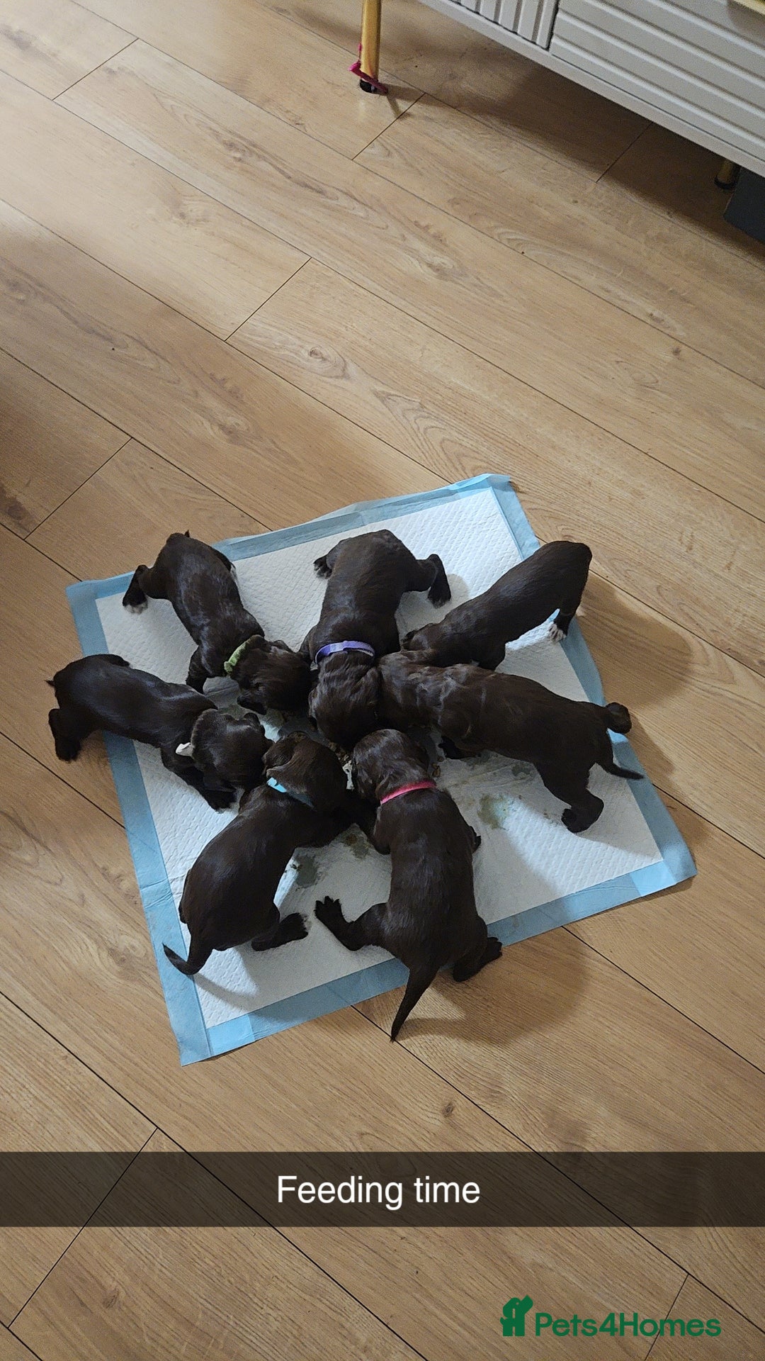 Mixed Breed dogs for sale: Sproodles  - Image 4