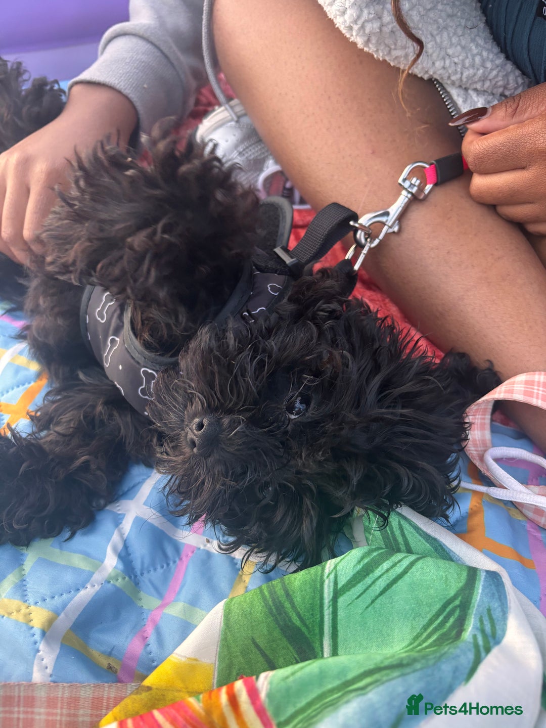 Cavapoo dogs for sale: Cavapoo 4 months old - Image 5