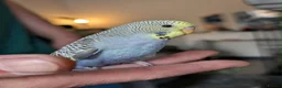 Budgerigars birds for sale: Budgie chicks  in Milton Keynes - Advert 4