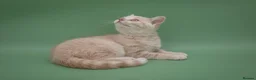 British Shorthair cats for sale: Rare Champion-Line Cream British Shorthair Girl - Advert 5