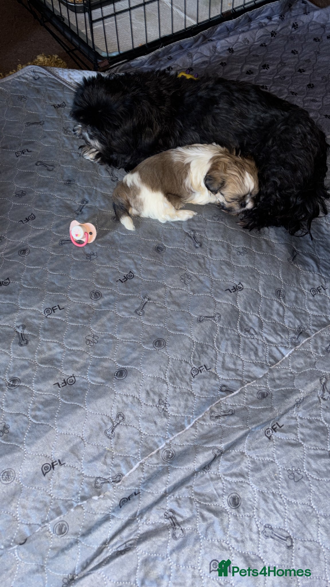 Shih Tzu dogs Adorable female Shih Tzu  - Advert 14