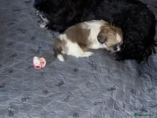 Shih Tzu dogs Adorable female Shih Tzu - Advert 14