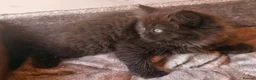 British Longhair cats for sale: Top quality BLH kittens new lines! in Rushden - Advert 18