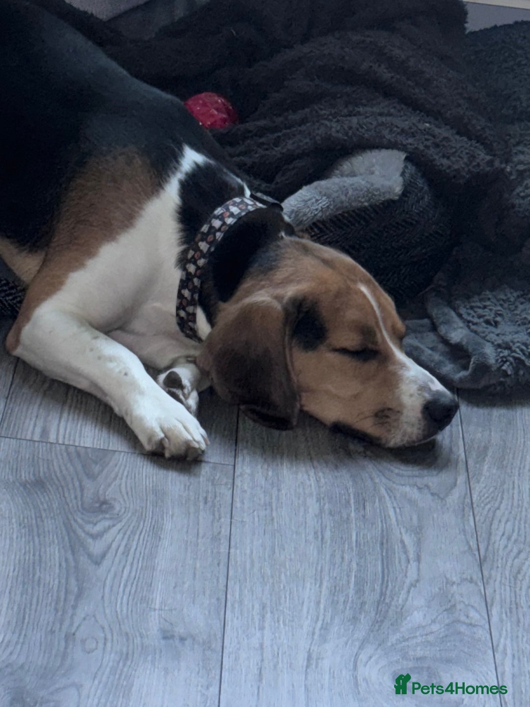 Beagle dogs for sale: Trio colour beagle  - Advert 2